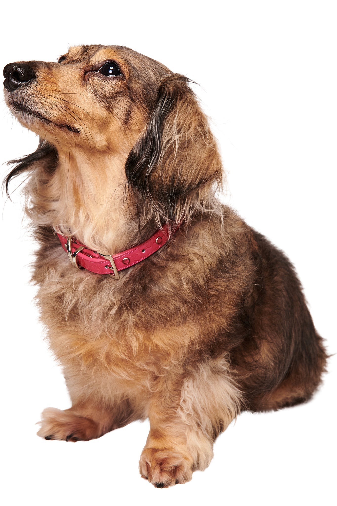 GIACC18862-STAR-PET-COLLAR-PINK-01