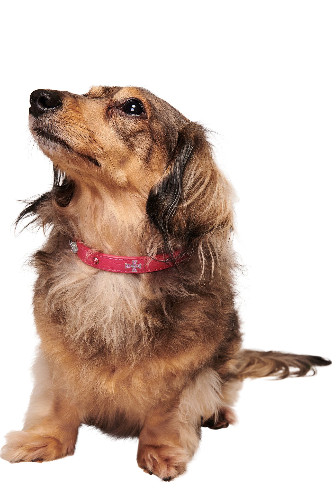 GIACC18862-STAR-PET-COLLAR-PINK-02